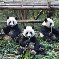 a group of pandas sitting and eating